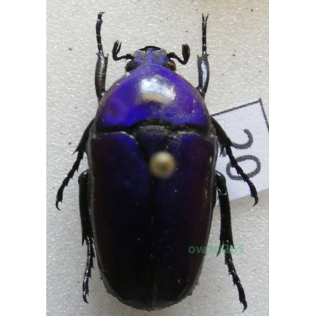 Chlorocala africana oertzeni Kolbe, 1895 ex. ovo Tanzania20